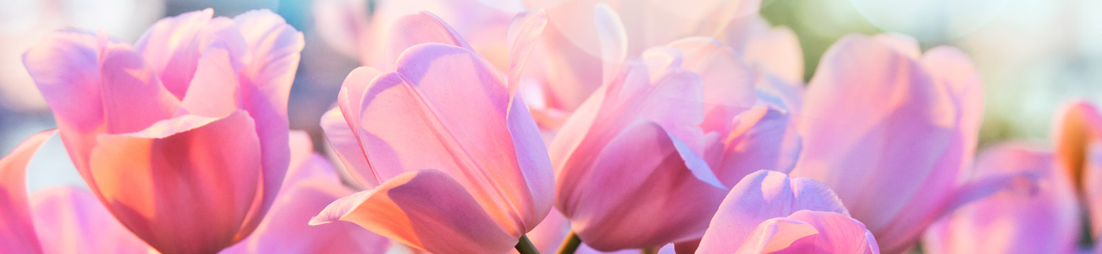 Rosa Tulpen im wunderschönen Licht